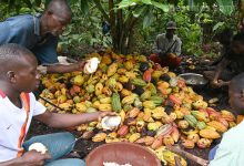 Cote dIvoire LONG IDEF alerte sur des feves de cacao ivoiriennes dorigine liberienne