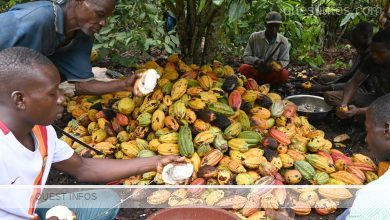 Cote dIvoire LONG IDEF alerte sur des feves de cacao ivoiriennes dorigine liberienne