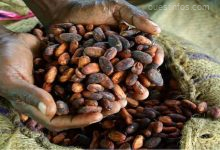 Côte d'Ivoire - Les producteurs de Cacao réclament une hausse à 2 500 FCFA du prix bord champ