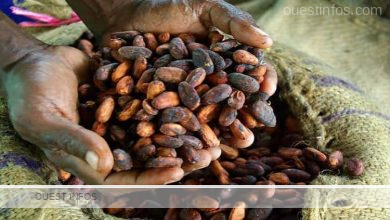 Côte d'Ivoire - Les producteurs de Cacao réclament une hausse à 2 500 FCFA du prix bord champ