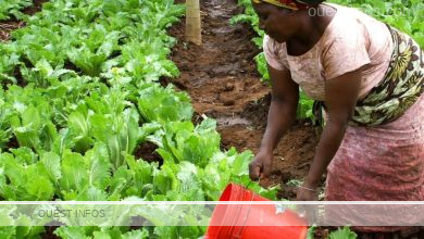 Des femmes cultivent des legumes en groupe a Fapaha Cote dIvoire