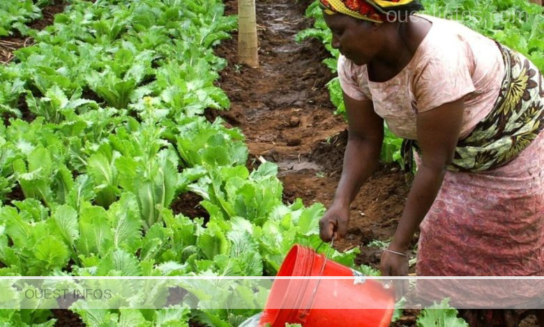 Des femmes cultivent des legumes en groupe a Fapaha Cote dIvoire