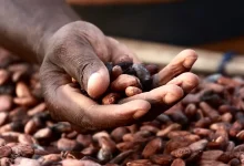 Le Ghana revoit a la hausse de 58 le prix garanti du cacao aux producteurs