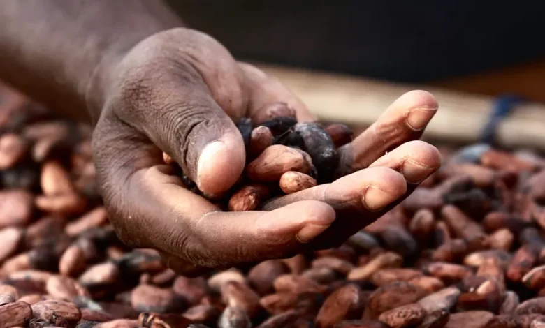Le Ghana revoit a la hausse de 58 le prix garanti du cacao aux producteurs